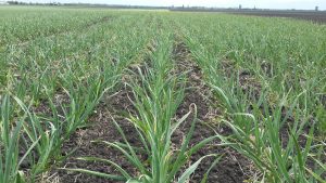 Knoblauch Anbau Deutschland | Knoblauch Saatgut | Expertise